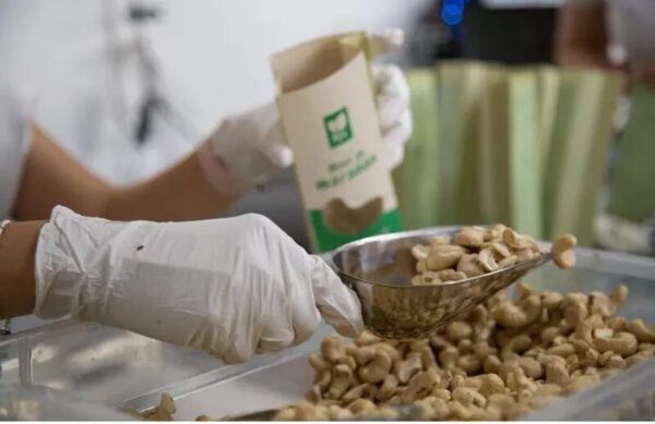 Se inaugura la primera planta de procesamiento de marañón en Colombia