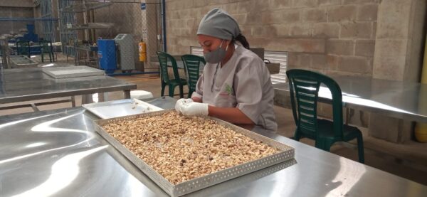 La primera planta procesadora de nuez de marañón que beneficiará a centenares de familias vichadenses